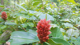Du lịch Hòn Sơn trọn gói giá rẻ