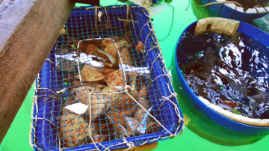 Du lịch Hòn Sơn trọn gói giá rẻ
